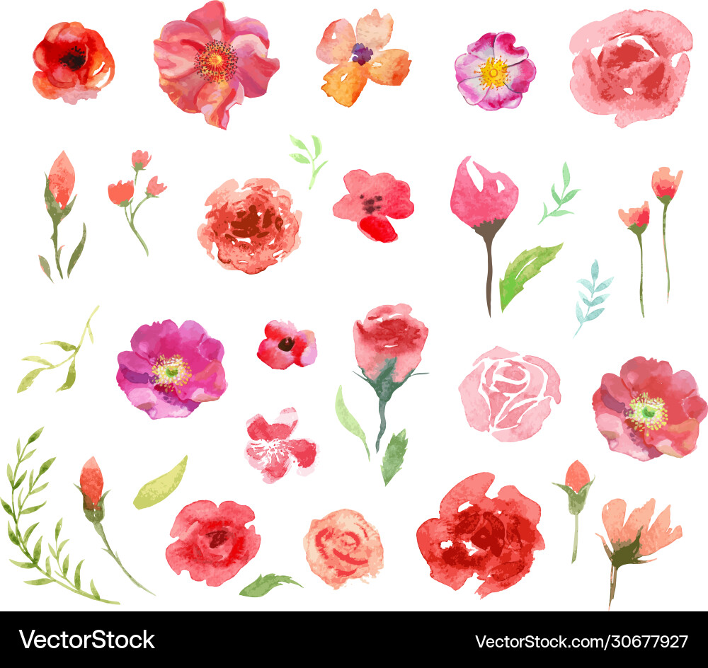 Watercolor aquarelle roses and leaves vector image