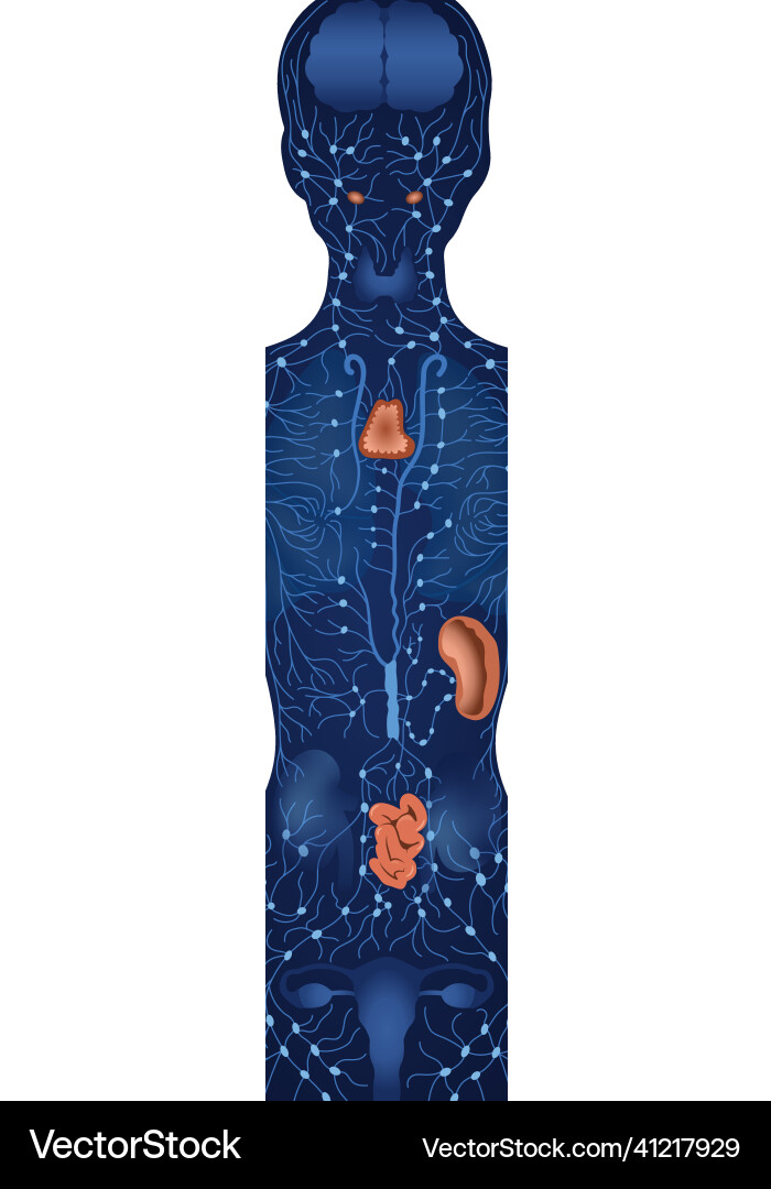 Lymphatic System Anatomy Royalty Free Vector Image