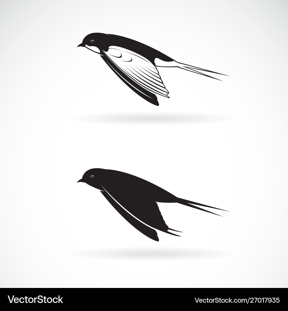 Barn Swallow in Flight – Royalty-Free Vector | VectorStock, image size:1000x1080