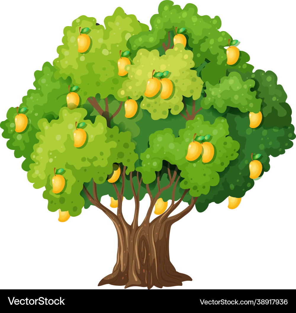 Yellow mango tree isolated on white background vector image