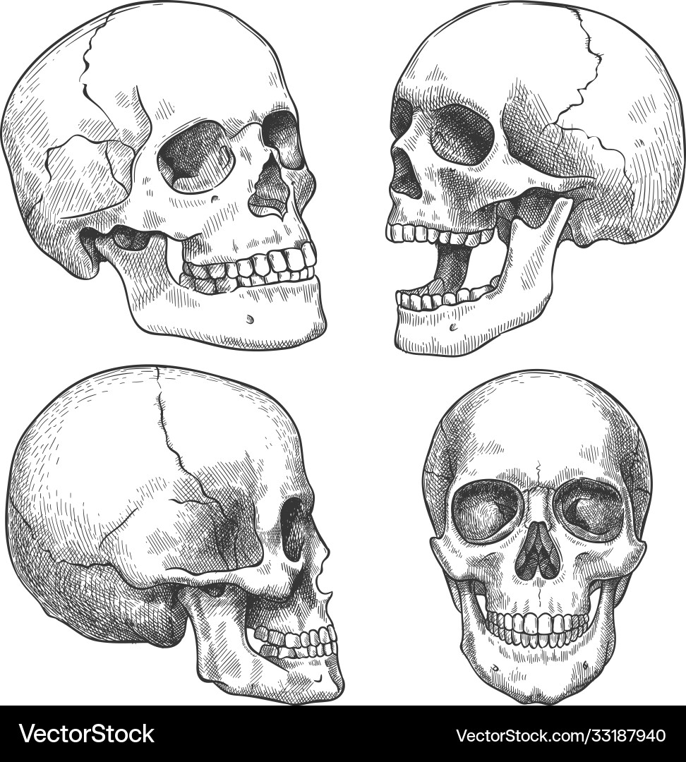 Anatomical Skull Sketch vector image
