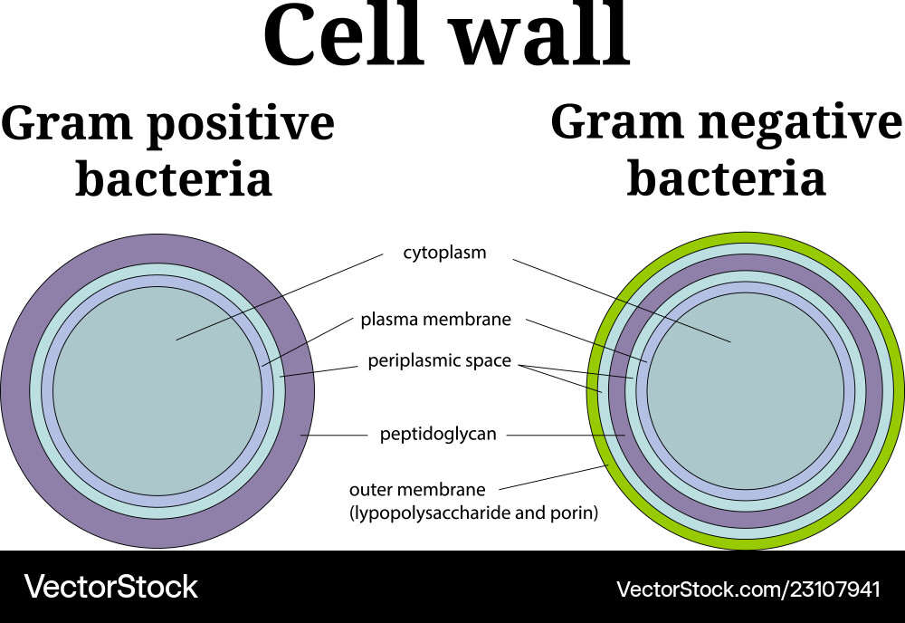 Bacteria cell wall gram positive and negative Bacteria cell wall gram positive and negative vector image