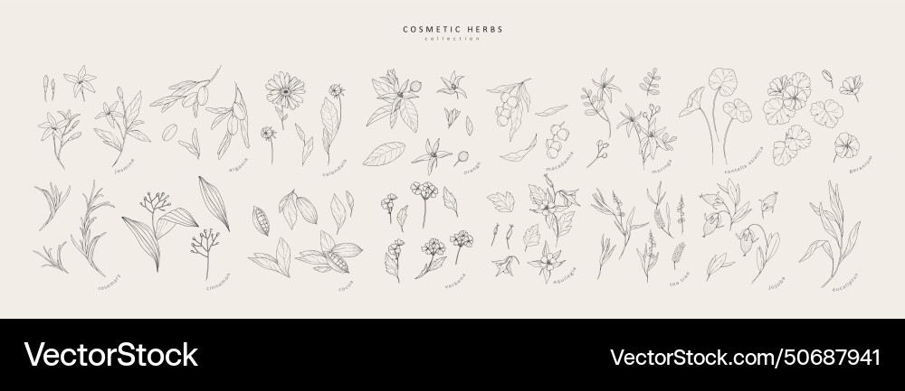 Hand drawn cosmetic herbs set vintage Royalty Free Vector