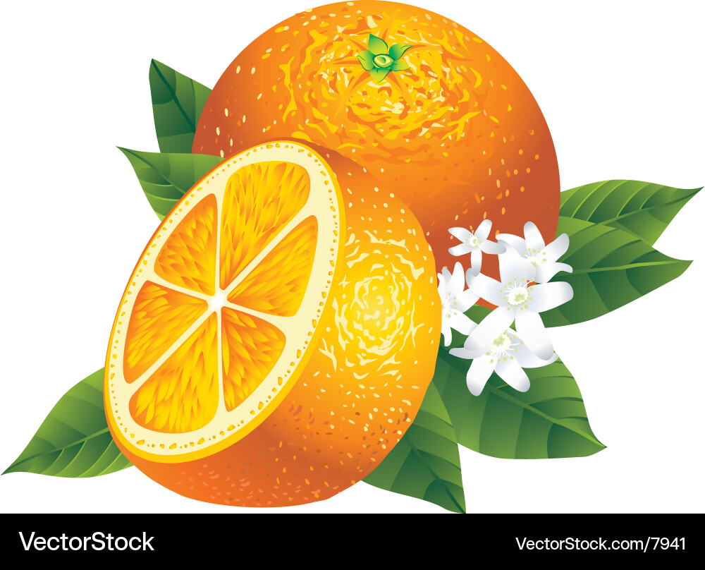 Oranges Royalty Free Vector Image - VectorStock