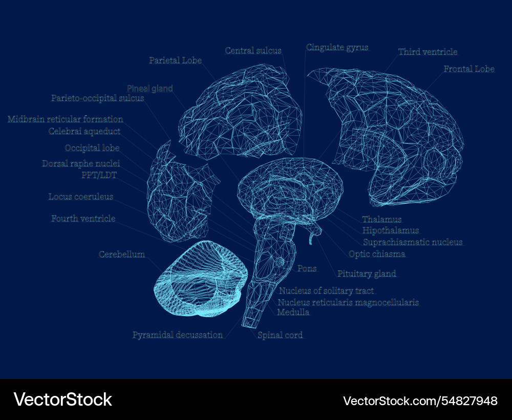 Wireframe structure of human brain section Wireframe structure of human brain section vector image