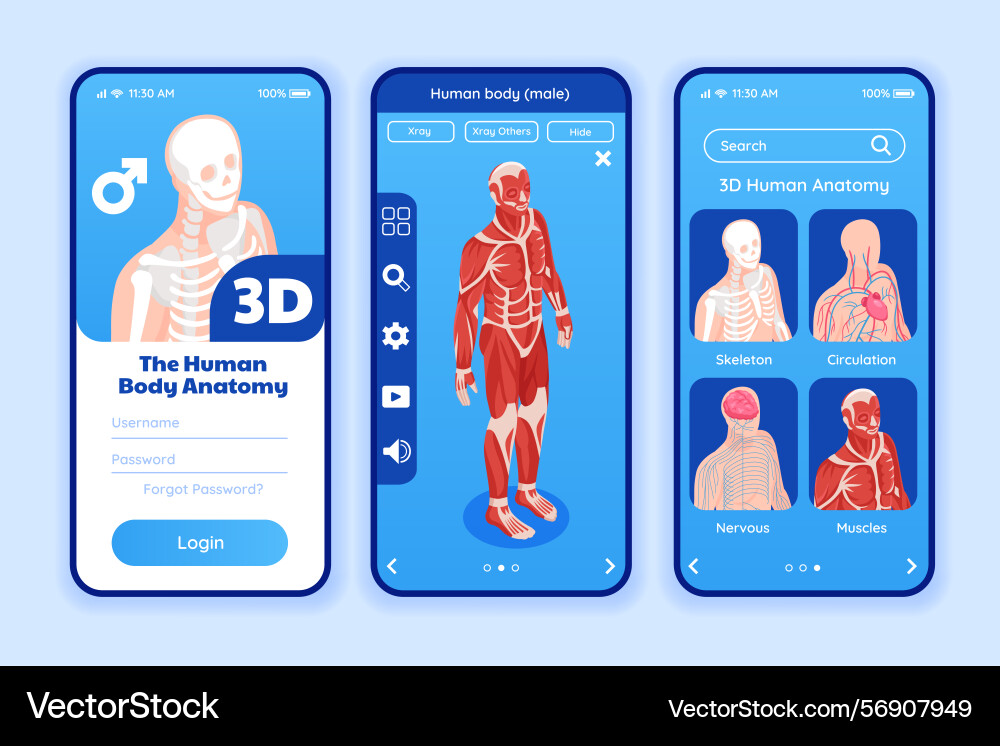 Anatomic data network isometric app design vector image