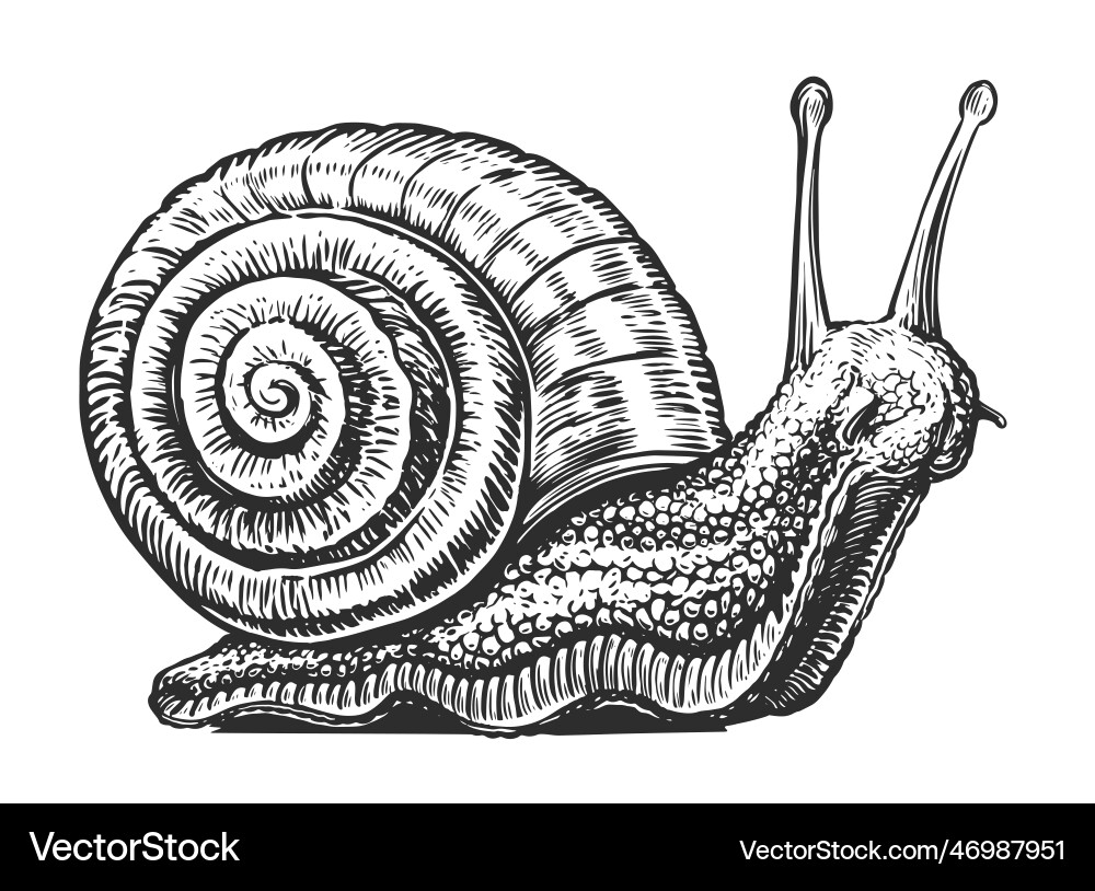 Big snail crawling sketch invertebrate animal Big snail crawling sketch invertebrate animal vector image