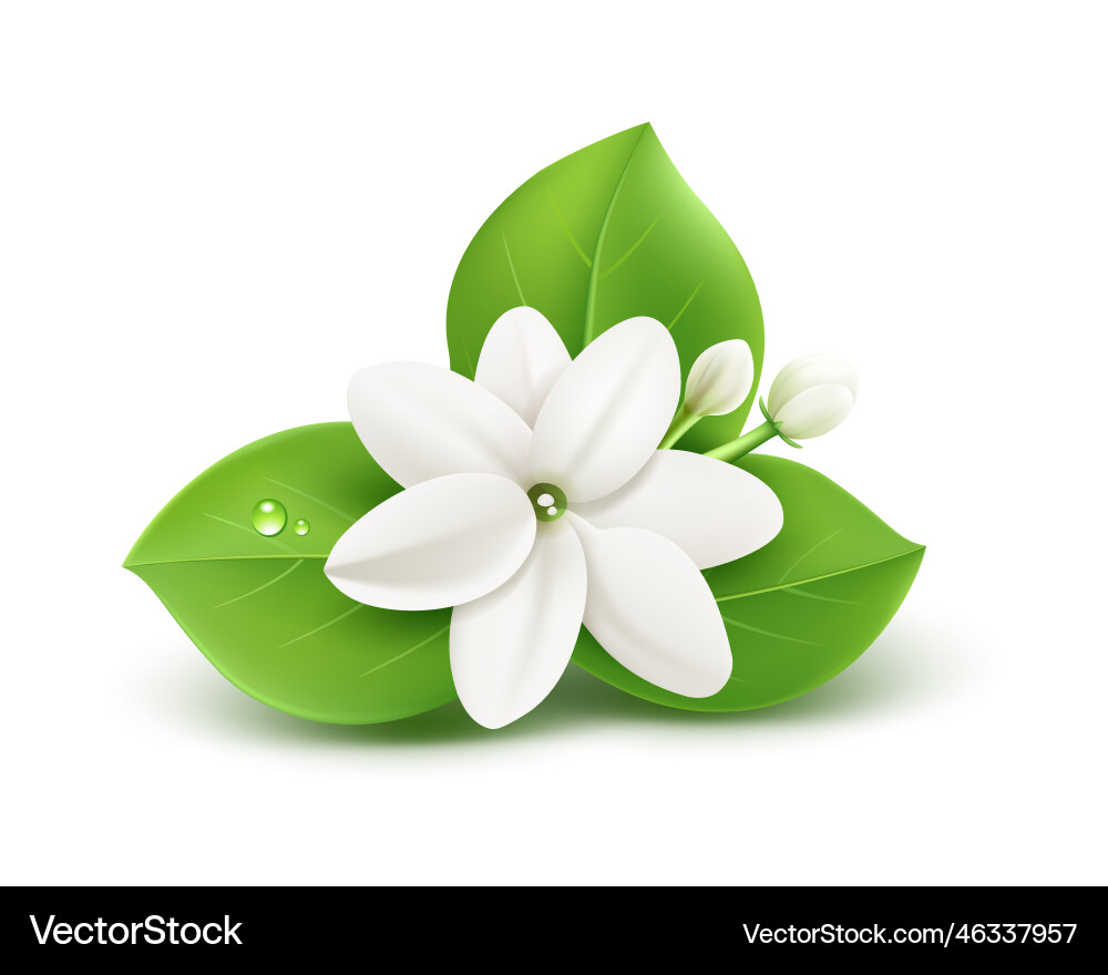 Jasmine Flowers and Leaves – Royalty-Free Vector | VectorStock, image size:1000x880