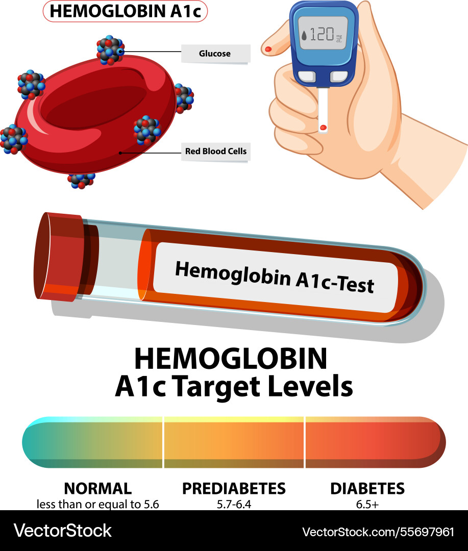 Hemoglobin a1c test and glucose levels Hemoglobin a1c test and glucose levels vector image