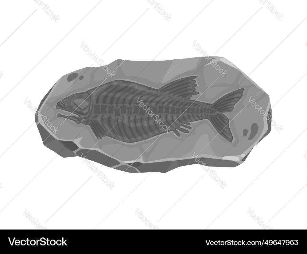 Ancient extinct fish fossil imprint in stone Ancient extinct fish fossil imprint in stone vector image