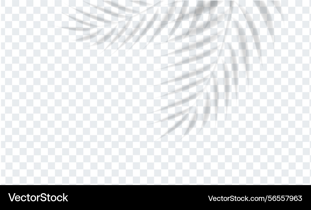 Palm tree branch and isolated transparent vector image