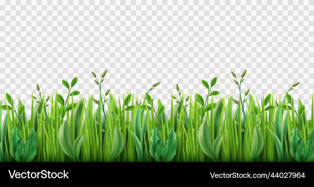 Realistic grass border lush strip of green Realistic grass border lush strip of green vector image