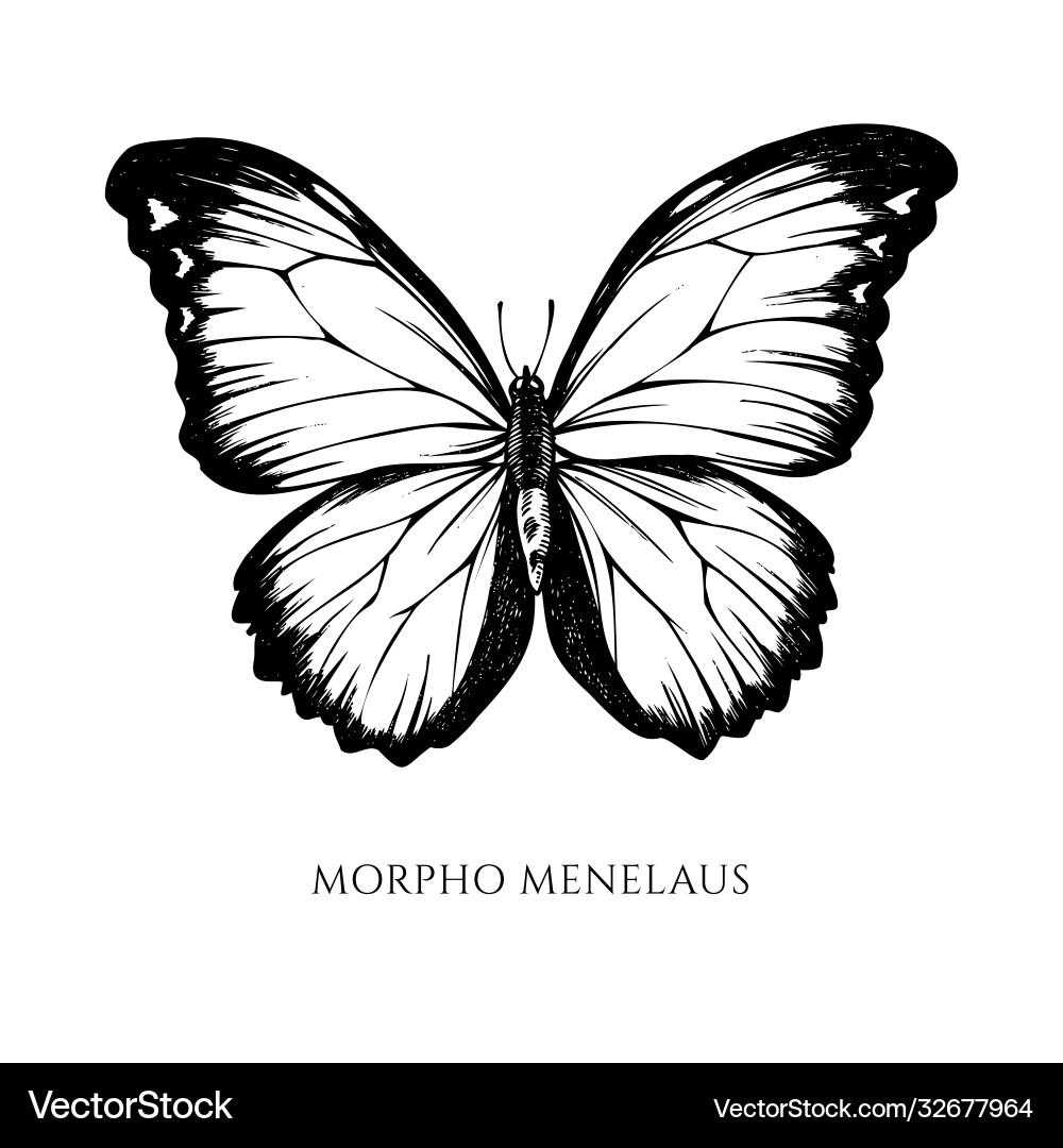 Set hand drawn black and white menelaus vector image