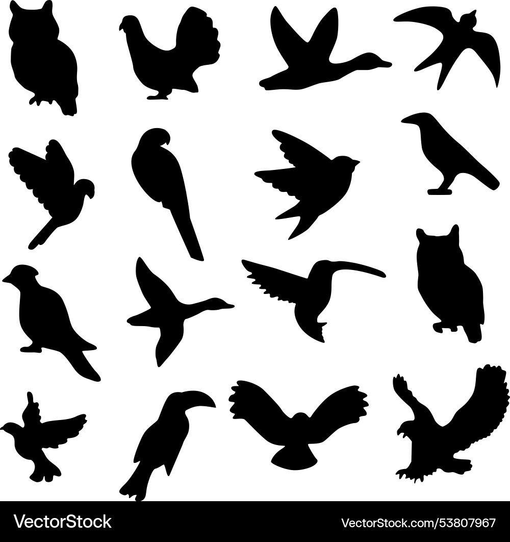 Silhouettes of flying birds Silhouettes of flying birds vector image