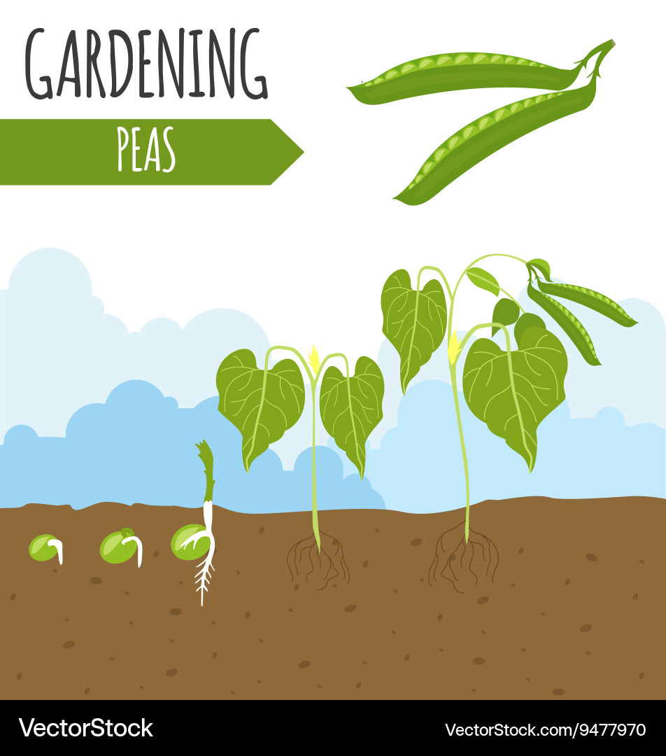 Gartenbohnenpflanzenwachstum vektorbild