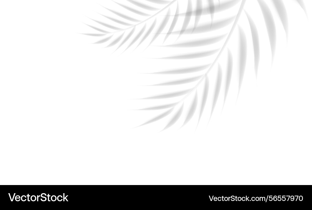 Palm tree branch and isolated white background vector image