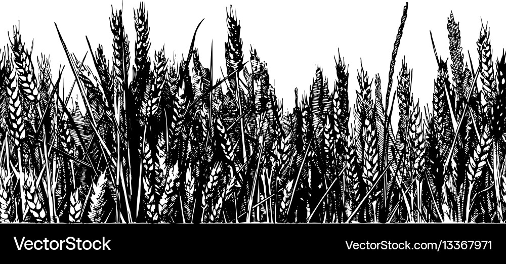 Wheat Field - Hand Drawn Style – Royalty-Free Vector | VectorStock