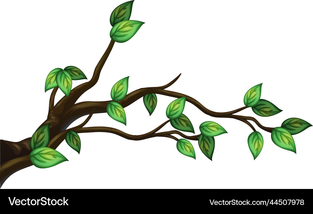 Tree branch isolated on white background Vector Image