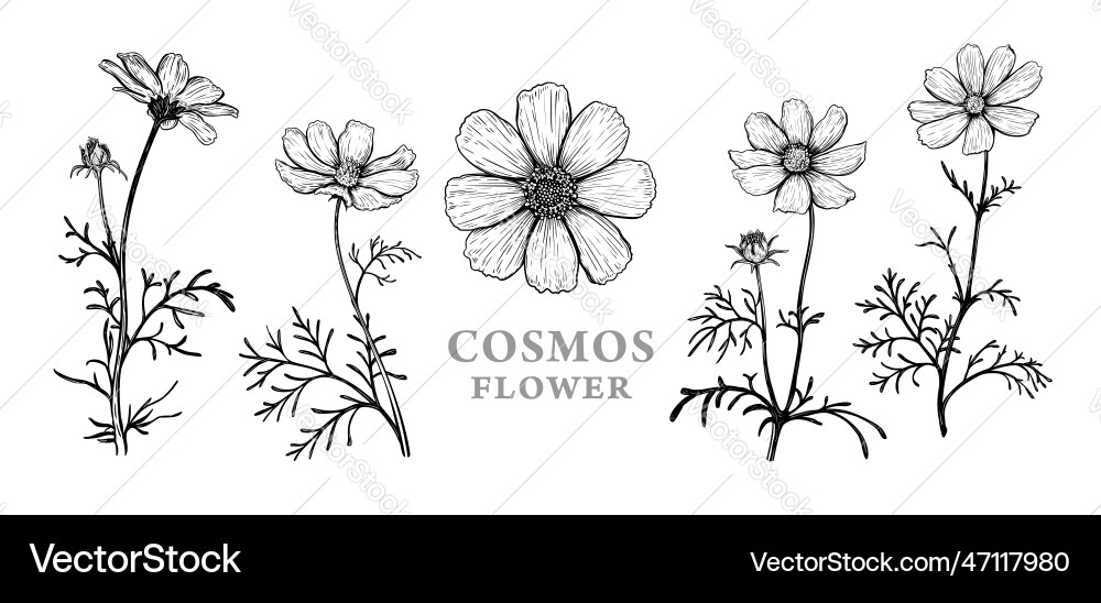 Cosmos flower sketch 1 vector image