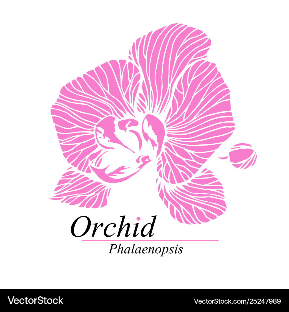 Orchid blumenschild logo phalaenopsis blossom Orchid blumenschild logo phalaenopsis blossom vektorbild