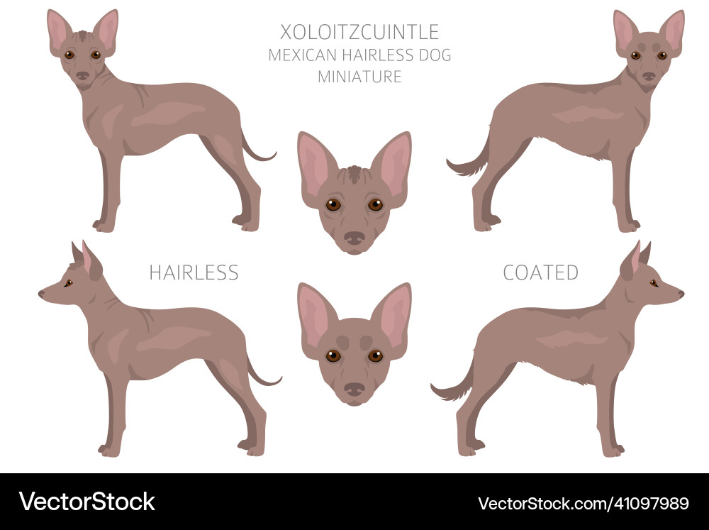 Xoloitzcuintle mexican hairless dog miniature Vector Image
