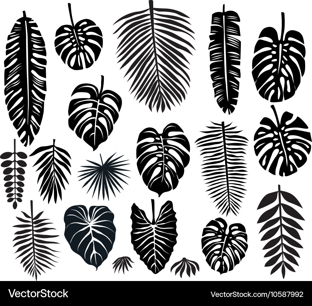 Tropical Leaf Silhouettes vector image