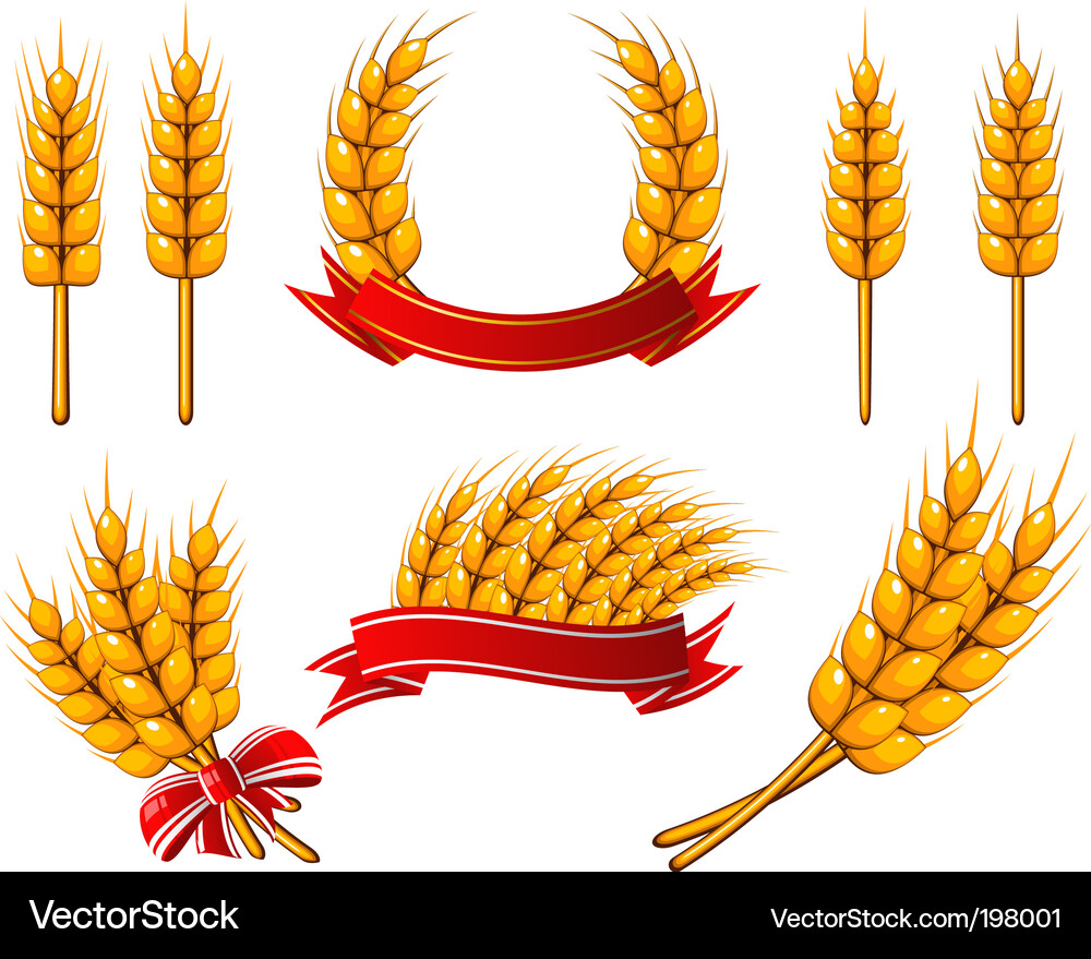 Wheat Icon Set Vector Image