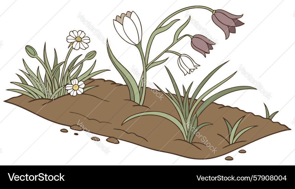 Spring crocus flowers growing in a row art design Vector Image