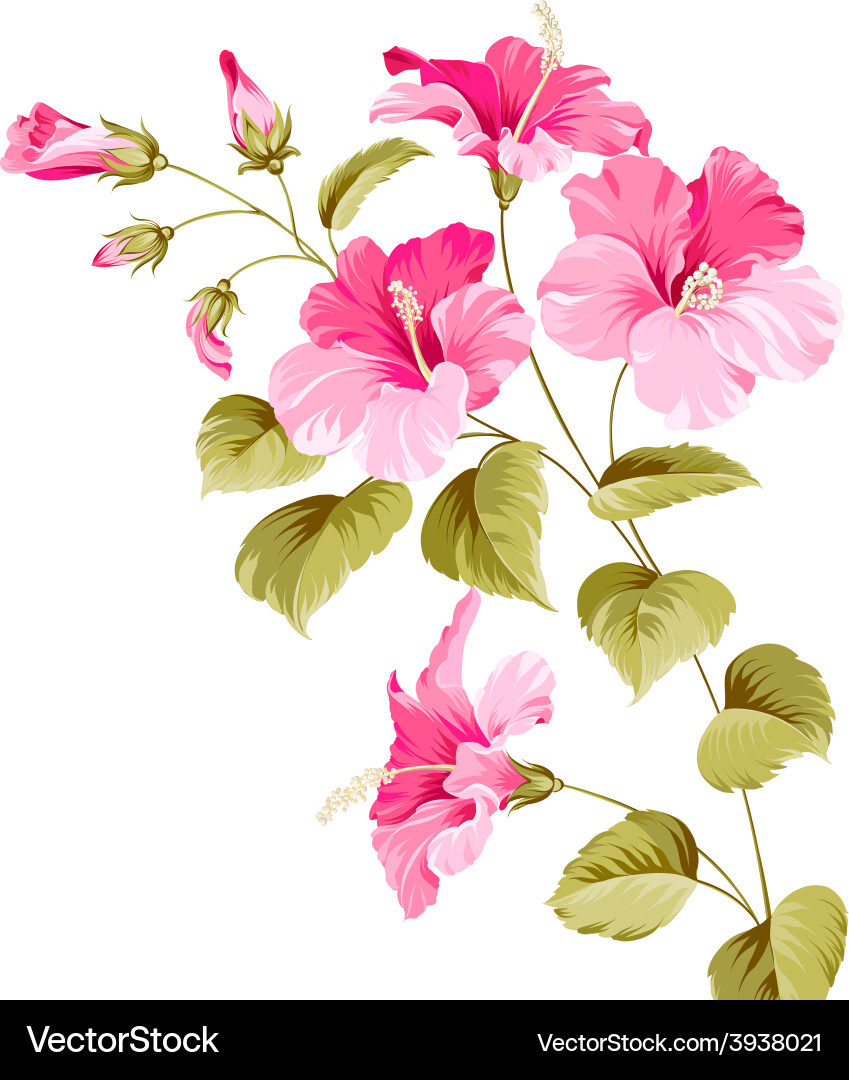 Flower hibiscus Royalty Free Vector Image - VectorStock
