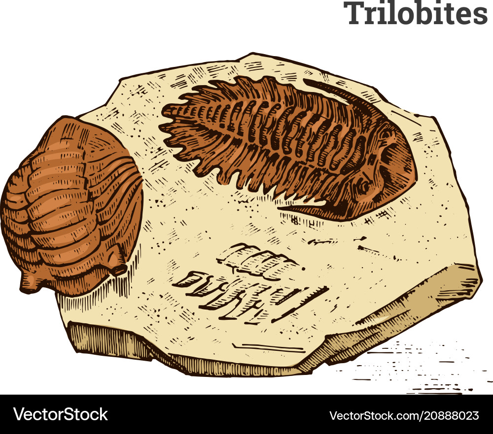 Trilobite Fossil Fragment vector image