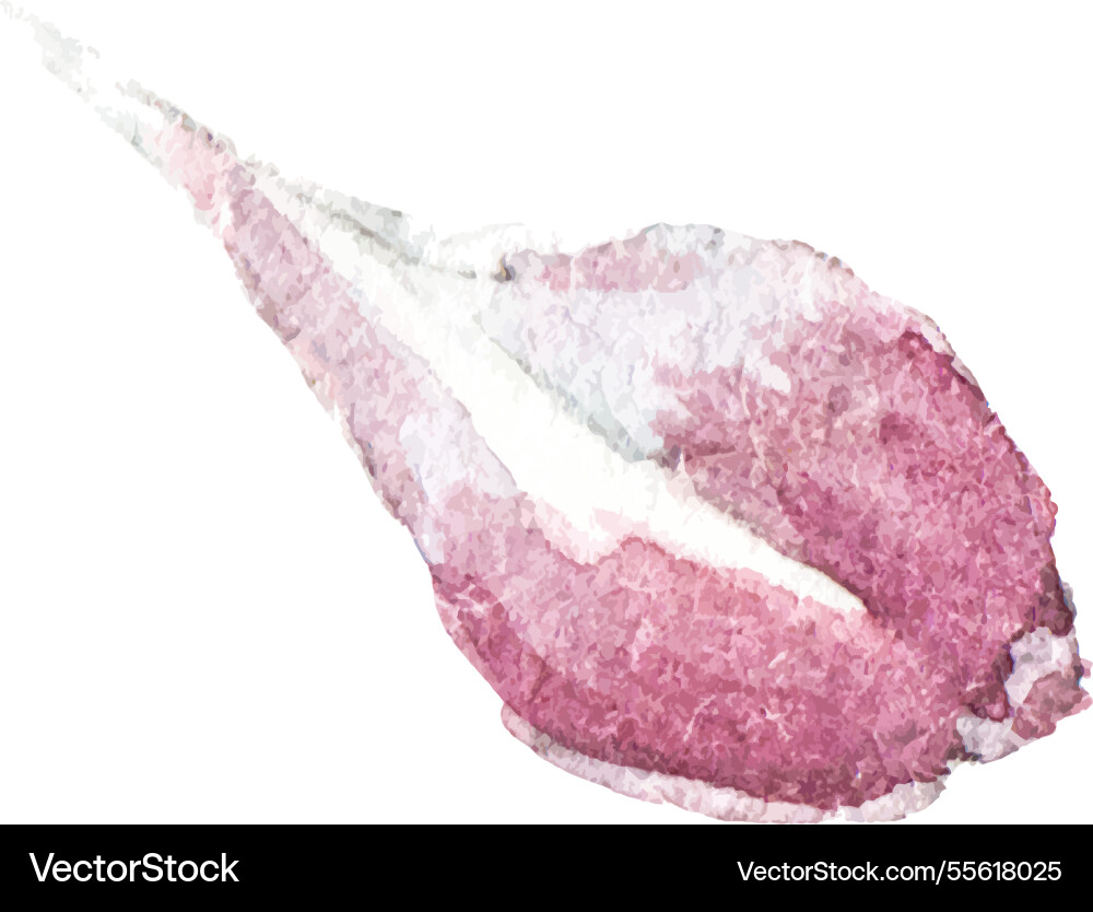 Aquarell bemalte Knoblauch Hand gezogen frische Lebensmittel Aquarell bemalte Knoblauch Hand gezogen frische Lebensmittel vektorbild