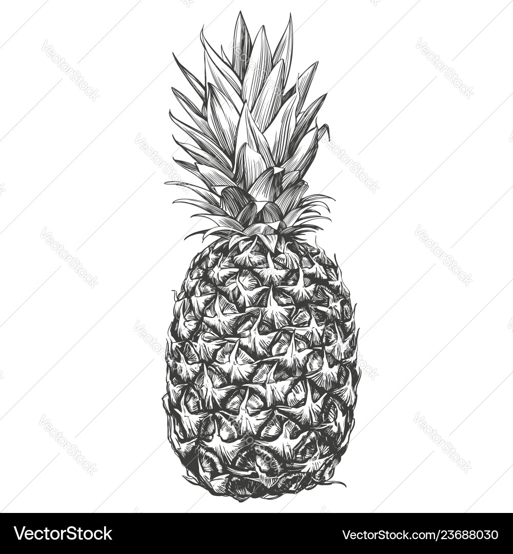 Fruit pineapple hand drawn Royalty Free Vector Image