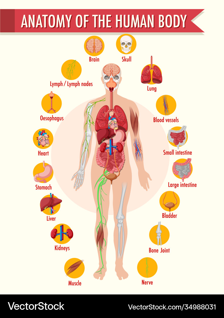 Anatomy human body information infographic Anatomy human body information infographic vector image