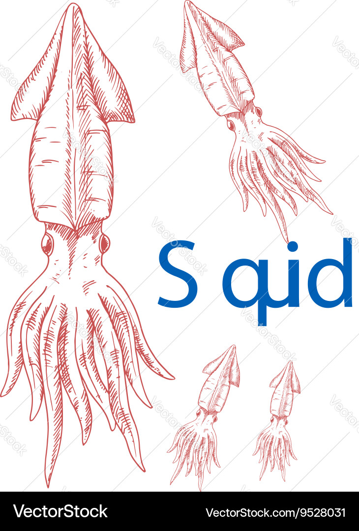 Sketches of greater hooked squid for nature design vector image