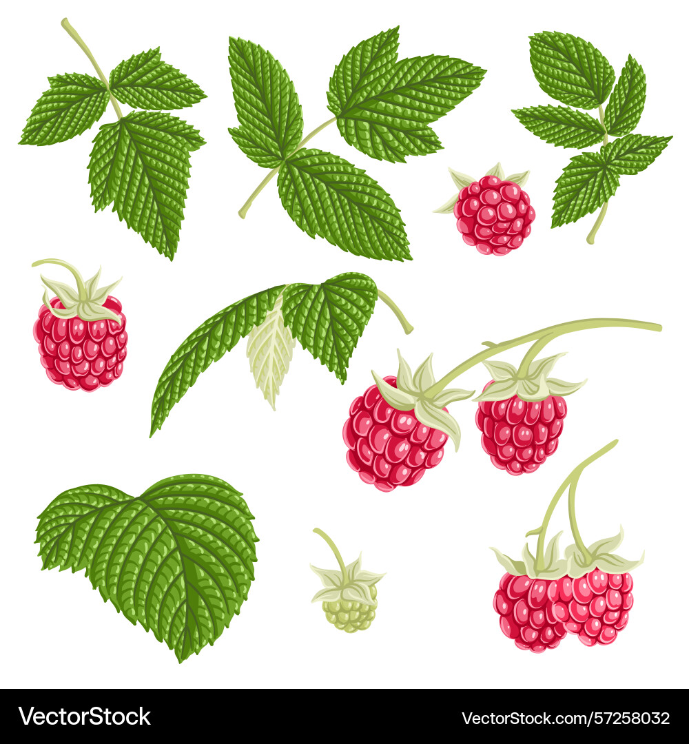 Drawing tree branch raspberry Drawing tree branch raspberry vector image