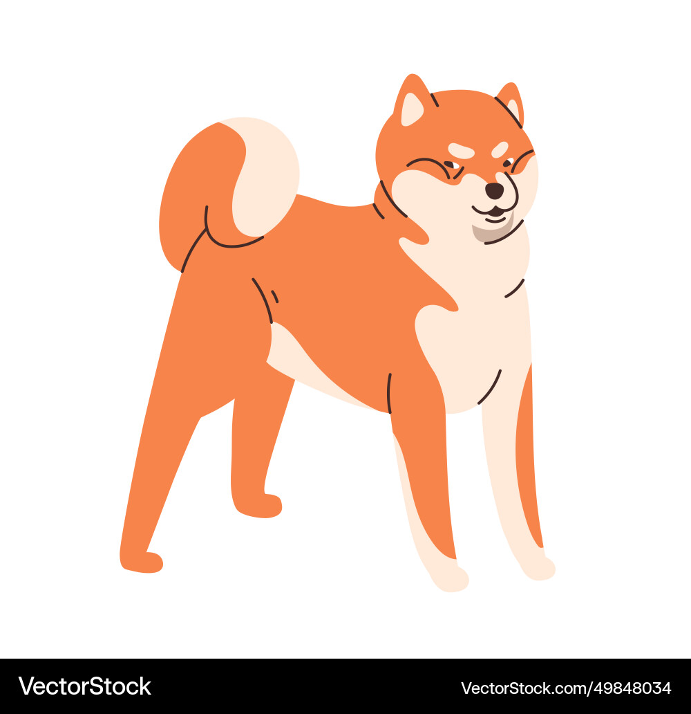 Cute dog of akita-inu breed canine animal vector image