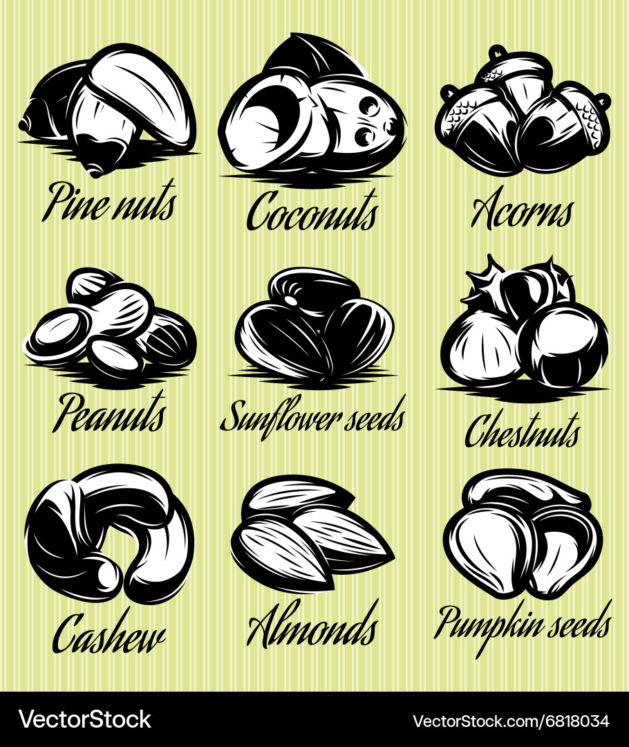 Set symbols patterns of different seeds nuts vector image