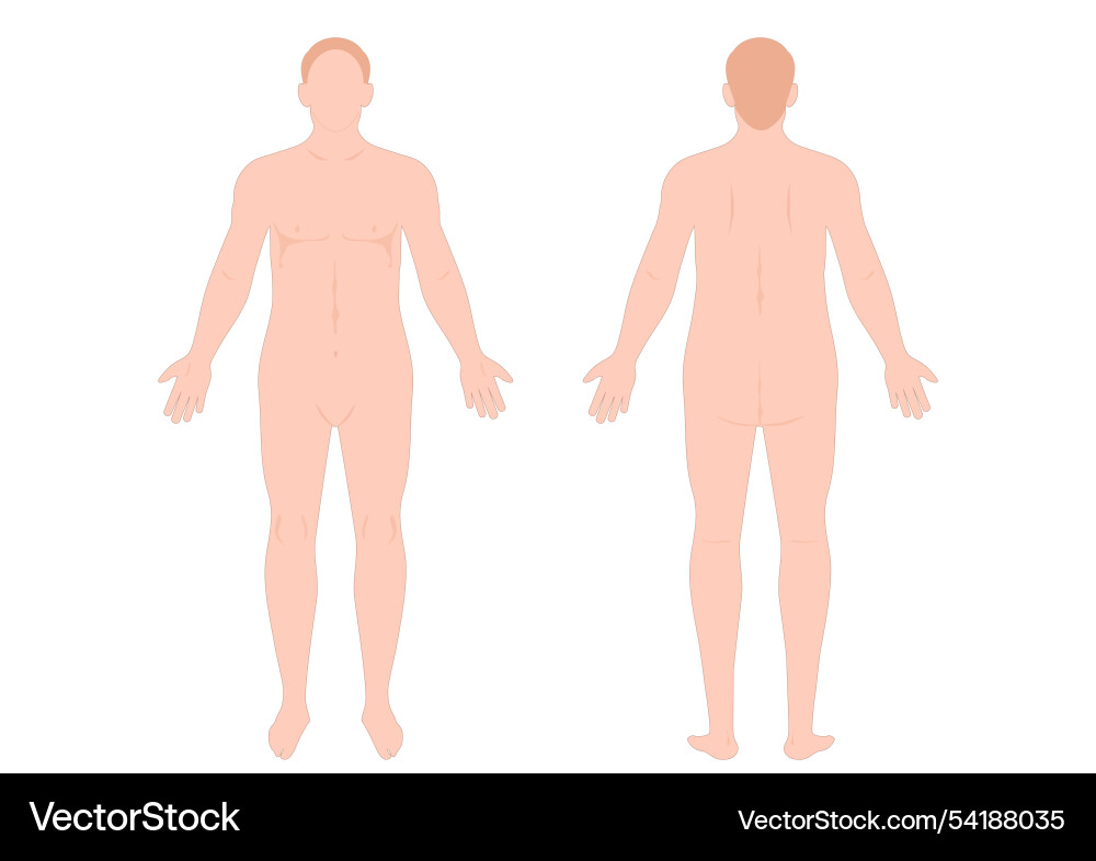 Man body front and back view Man body front and back view vector image