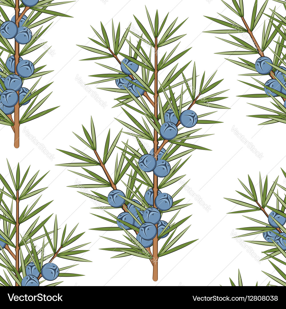 Seamless pattern with a sprig of juniper vector image