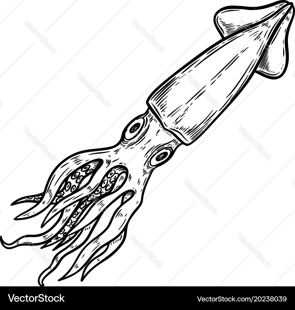 Stylized Squid Illustration vector image