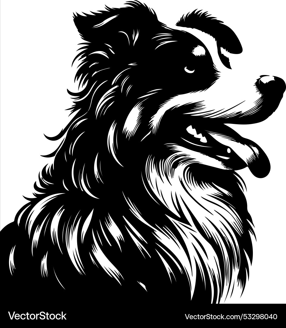 Australian shepherd silhouette white background Australian shepherd silhouette white background Vector Image