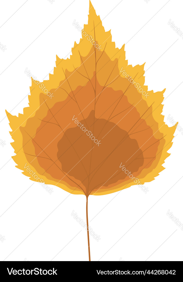 Birch tree leaf Royalty Free Vector Image - VectorStock