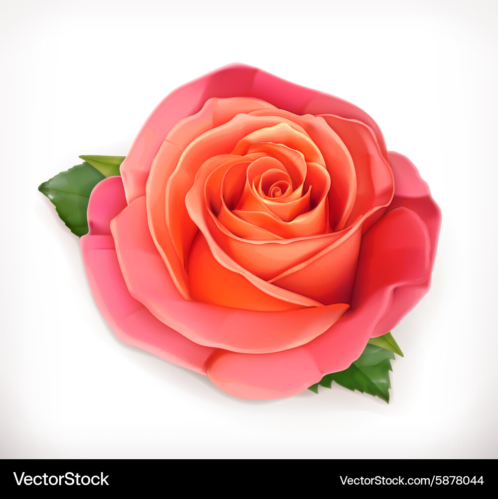 Pink Rose Bloom (5878044) – Royalty-Free Vector | VectorStock