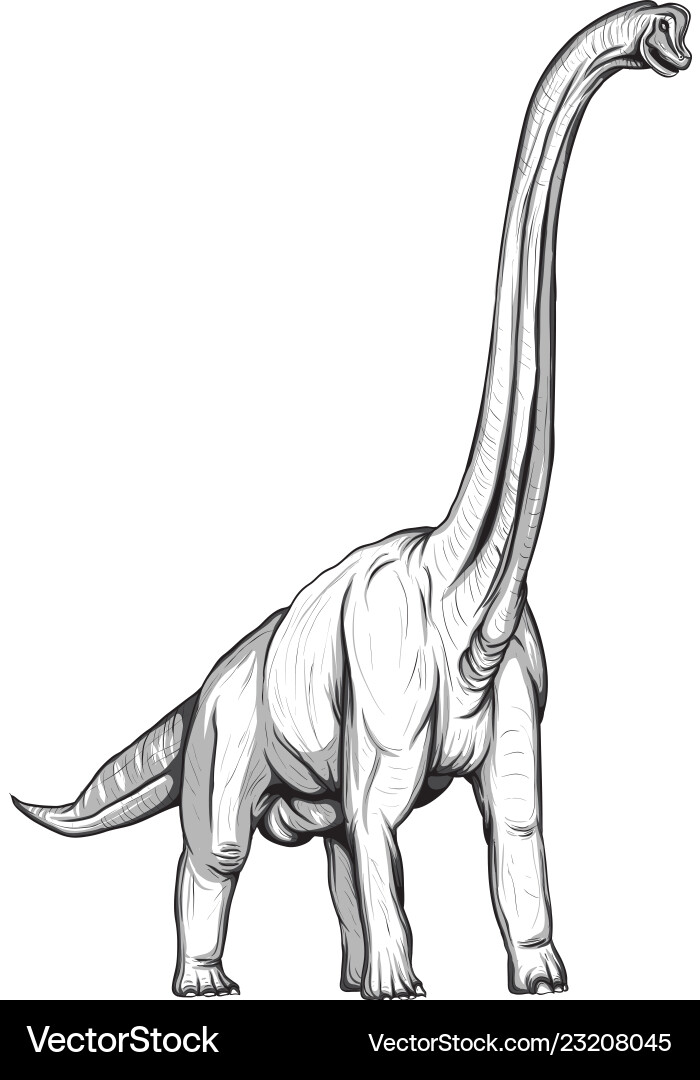 Brachiosaurus Dinosaur Sketch Vector Image