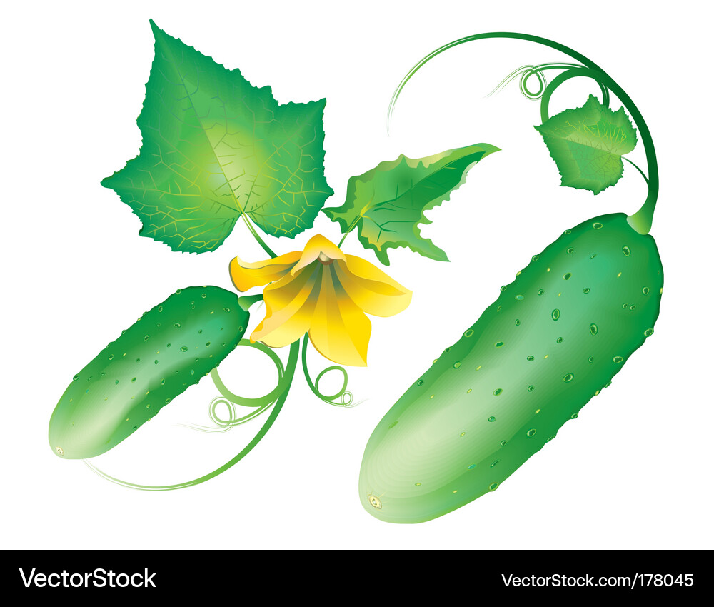 Fresh Green Cucumber Vector Image