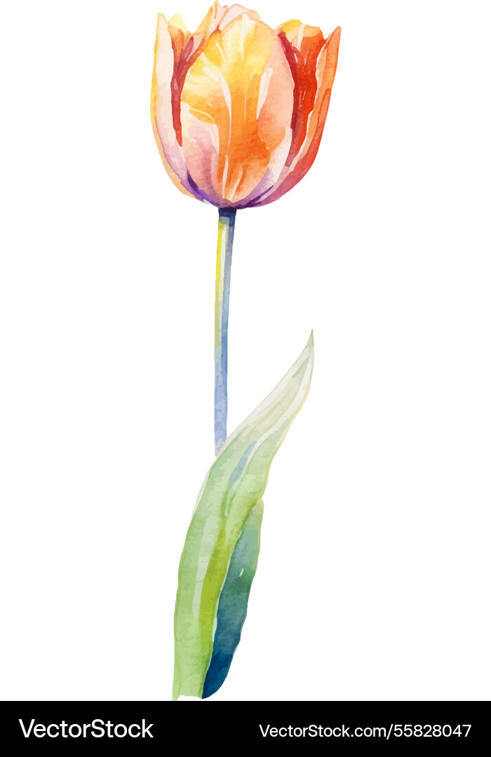 Aquarell bemalte Tulpe Blume Hand gezeichnetes Design Aquarell bemalte Tulpe Blume Hand gezeichnetes Design vektorbild