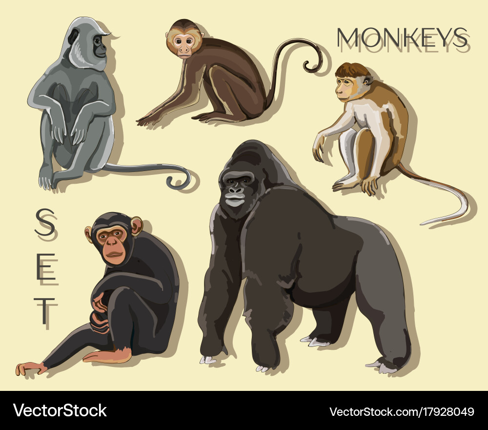 Different types of monkeys vector image