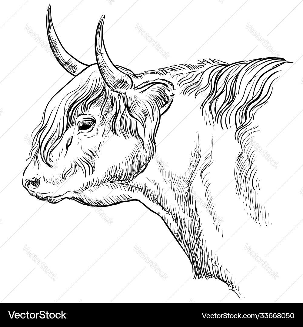 Head bull in profile vector image