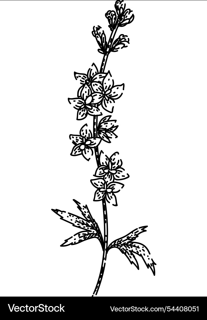 Blooms delphinium sketch hand drawn Vector Image