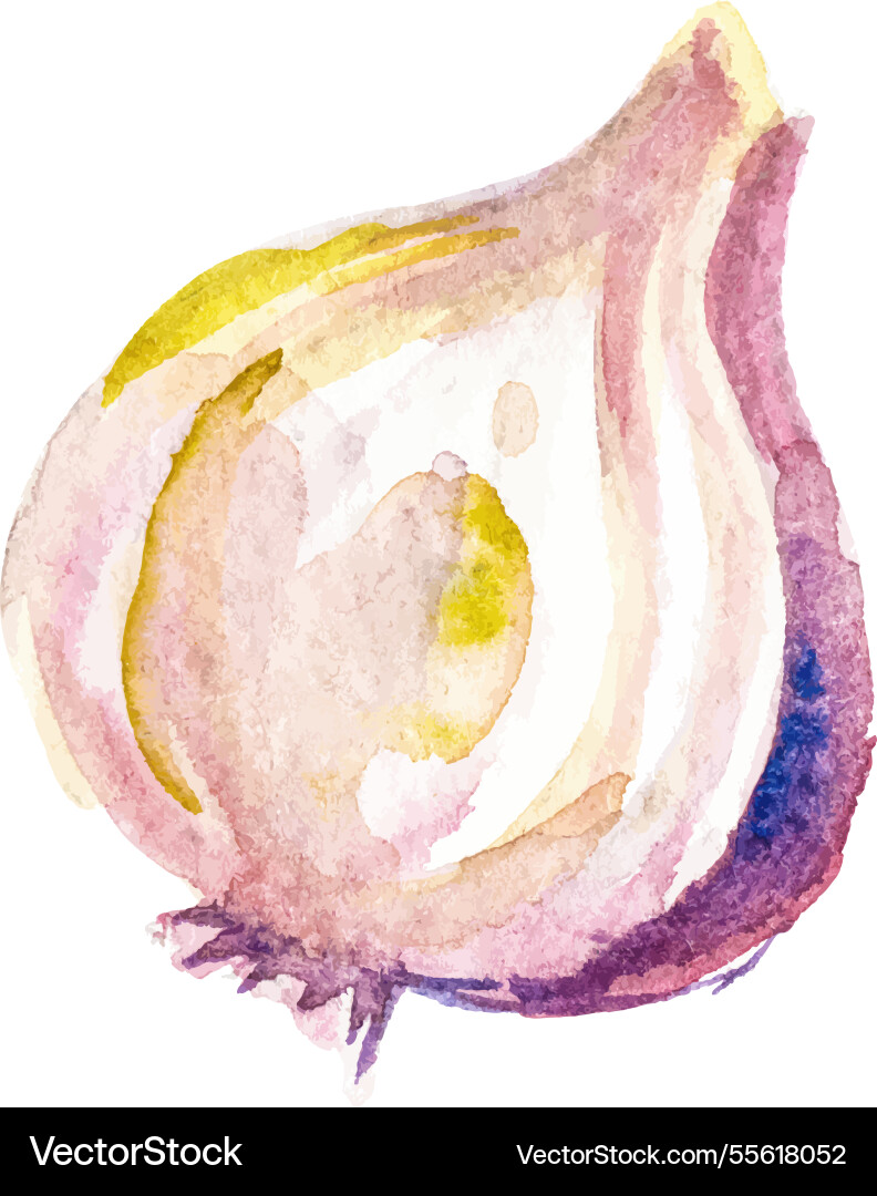 Aquarell bemalte Zwiebel Hand gezogen frische Lebensmittel Aquarell bemalte Zwiebel Hand gezogen frische Lebensmittel vektorbild
